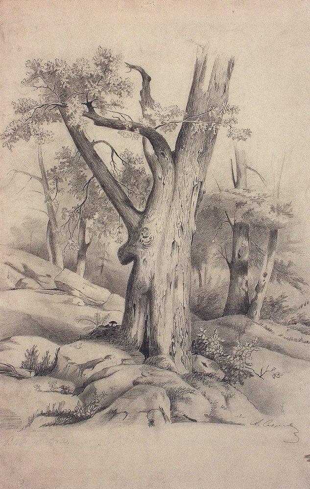 Oak (1850).
