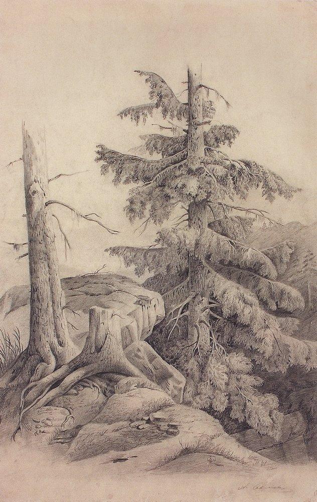 Spruce (1850).