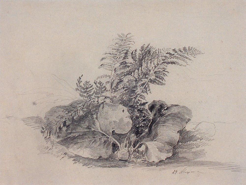 Fern leaves and burdock (1854).