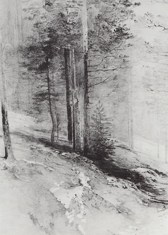 Forest (1877).