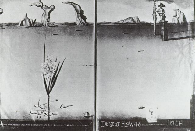 Flower in the Desert (1946).
